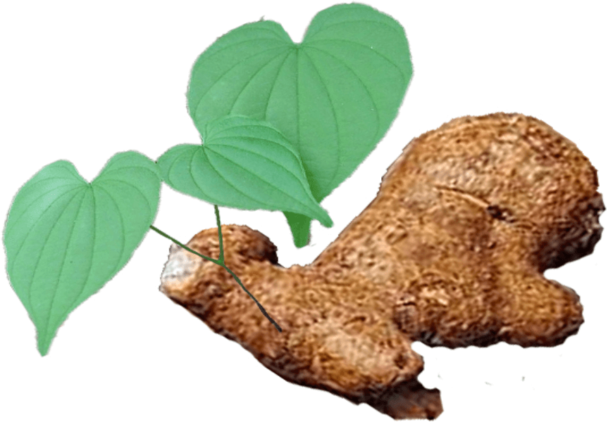 Mexican Wild Yam & Menstruation: The Secret’s Out!